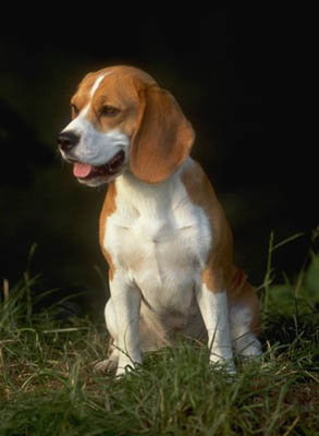 Bígel