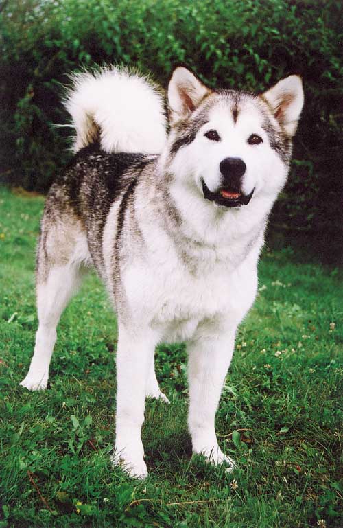 Aljašský malamut