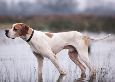 Pointer - Stavač