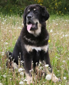 Obrázok