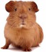 guinea-pig.jpg