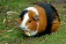 guinea_pig_jpg